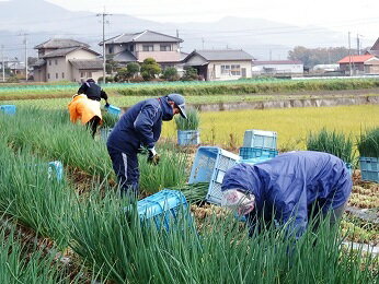 青ねぎ10kg ネギ 長ねぎ 徳島県産 産地直送冷蔵便 送料別 業務用 2