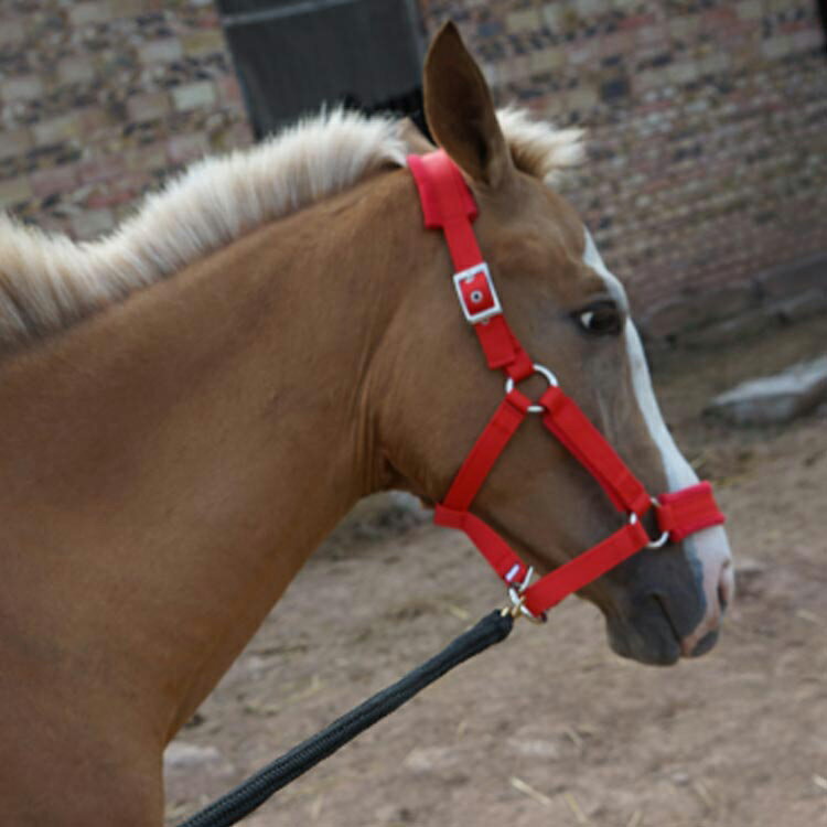 曳手 乗馬 無口 頭絡 ホルター エレガント 馬具 馬 馬用 乗馬 乗馬用