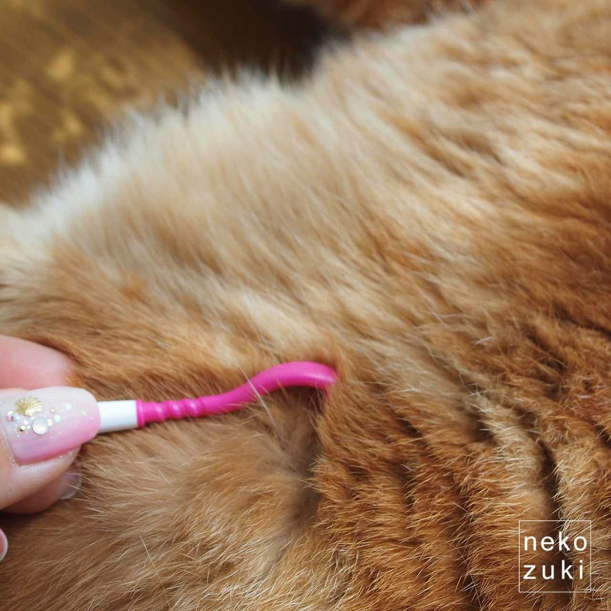 ǭ�ѥ��˼��� ���˥ĥ������� ��ñ���˽��� �ޥ��ˡ���������к� �ڥåȤΤ����������� ���Ū���꡼�˥󥰴��