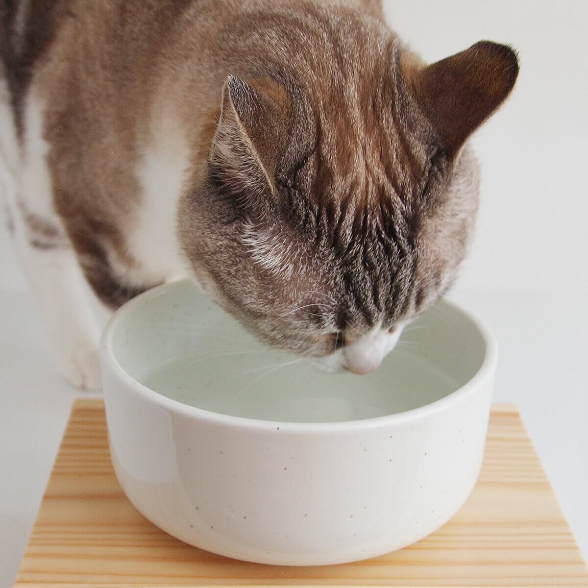 楽天市場 食器 猫 ヘルスウォーター ボウル M 水飲み 猫用品の通販nekozuki ねこずき