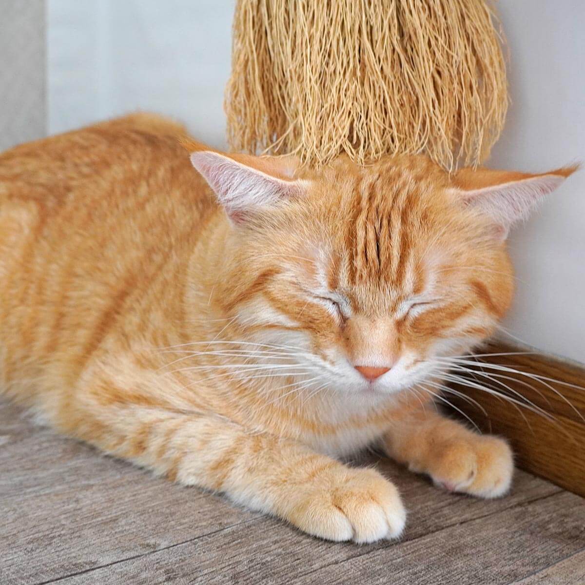 ¾��ǭ�˥��롼�ߥ󥰤���Ƥ���褦��ͥ���� ǭ �֥饷 �ޥå����� [ �ʤǤͤ� ����� ] �ۤ��� ���ҹ��� ̵���� �� ������ ǭ�֥饷 �֥�å��� ���å��� �ڥå��� ǭ�� ���� ����åȥ֥饷 �ޥå������ �ͤ� �������� ���롼�ߥ� �ץ쥼��� ���ե� �ͥ�