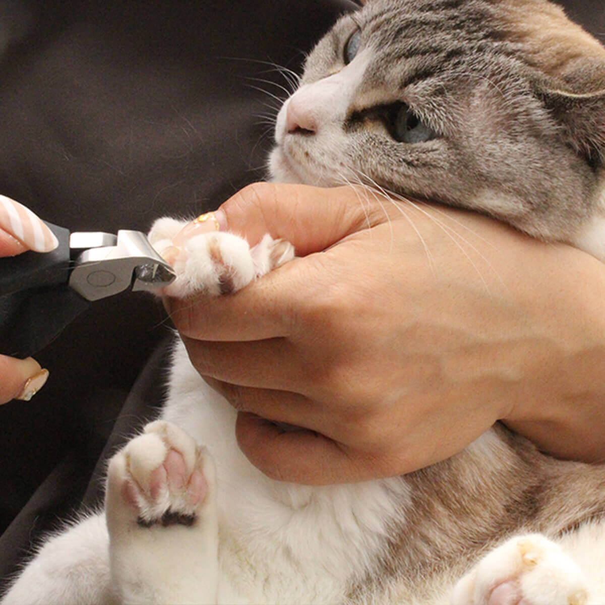 激安特価 猫 爪切り 国産 Suwada Nekozuki ニッパー ブラック 猫用品の通販nekozuki ねこずき 猫用品の通販nekozuki ねこずき Twistedpuppy Com