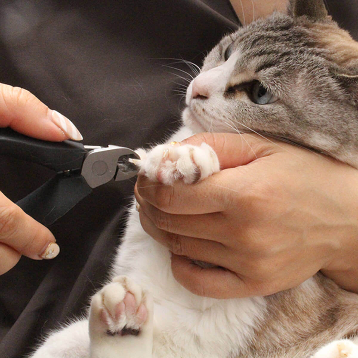 猫 国産 爪切り ピロコーム 国産 Suwada Nekozuki ニッパー ドアネコいます ブラック 猫用品の通販nekozuki ねこずき 切る を極限まで高めた職人の技術 世界的に有名な諏訪田製作所との共作 よく切れる日本製の猫用爪切りグッズ 永久メンテンナンス保証付きで安心