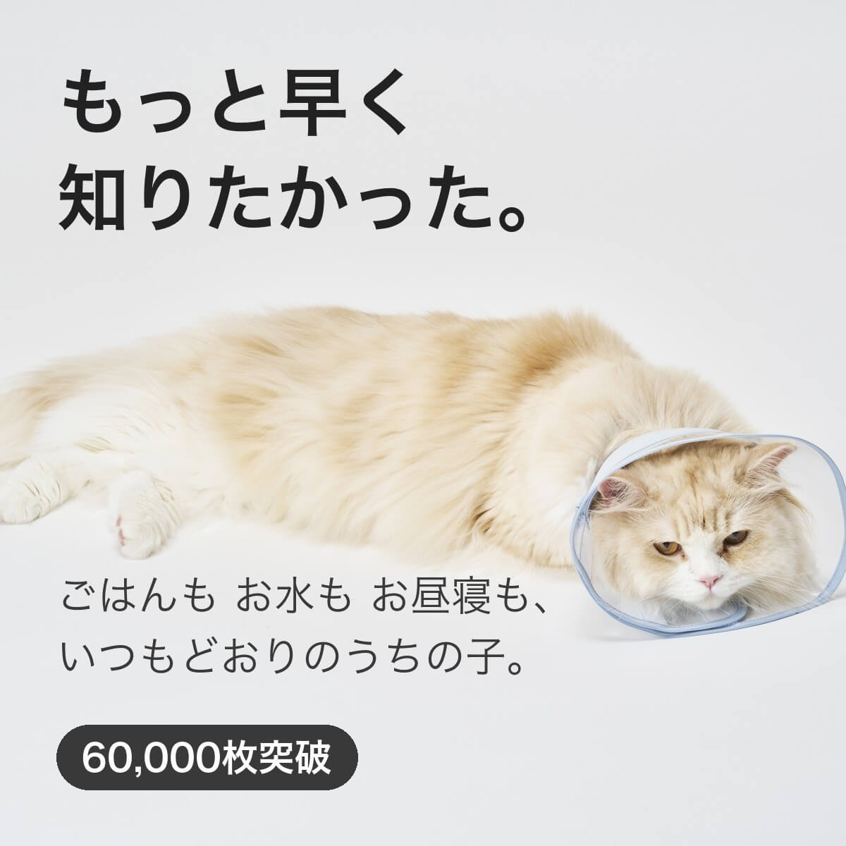 エリザベスカラー 猫 柔らかい 視界良好 [透明 ソフト フェザーカラー] 獣医推薦 クリア 軽量 ベル型 リピーター多数 子猫 成猫 7サイズ ロング 撥水 首元クッション 手術後 傷口保護 足舐め防止 傷舐め防止 猫用 怪我 ペット用 介護 簡単装着 送料無料 エリカラ かわいい cxc-10015304 nekozuki ネコ目線のモノづくり サンプル画像3