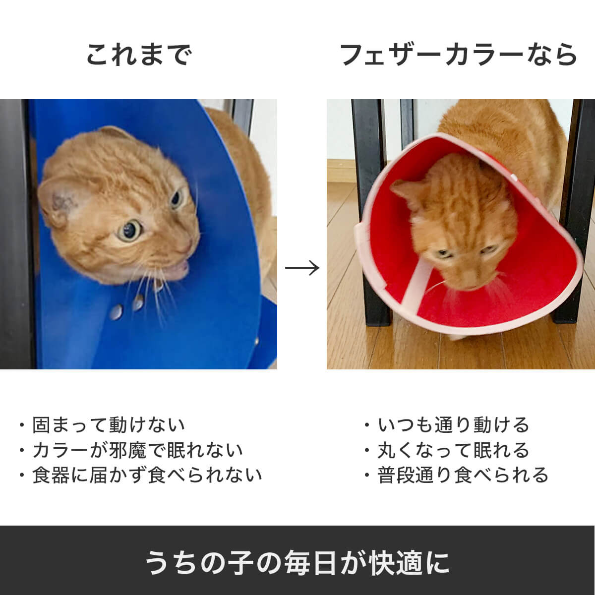 【マラソン限定クーポン配布中 7/4 20時～】エリザベスカラー 猫 柔らかい 