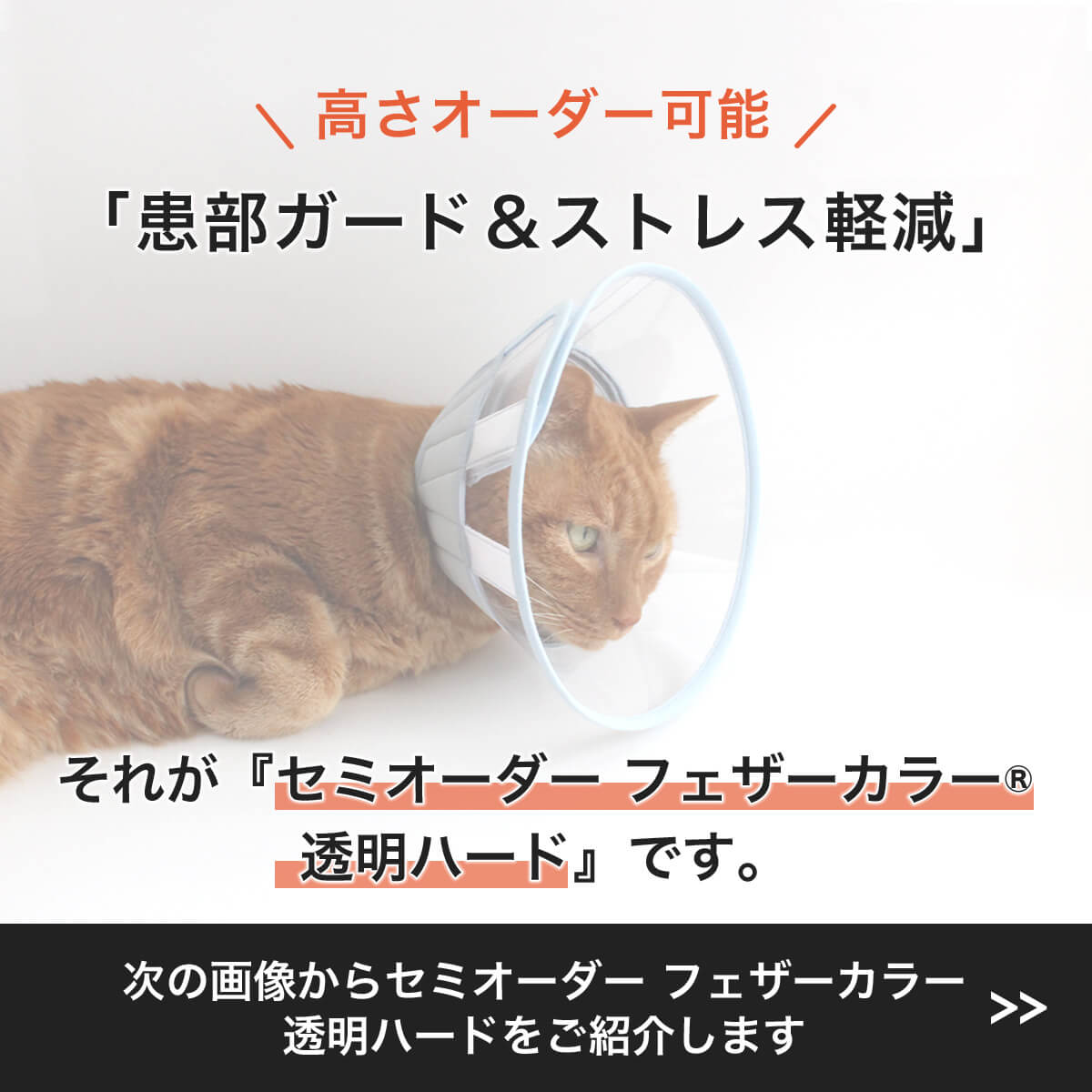 【セミオーダー対応】猫用 透明 ハード エリザ...の紹介画像2