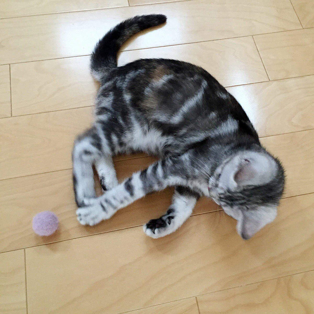 楽天市場 日本製 猫 おもちゃ 子猫用 こねこころころ 羊毛 ボール 1個 猫用品の通販nekozuki ねこずき