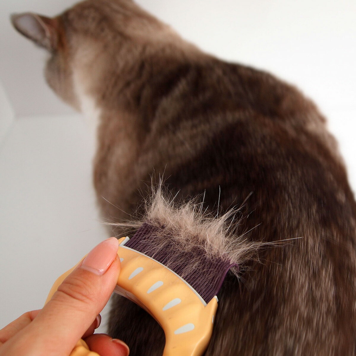 楽天市場 グルーミング 猫 ブラシ ピロコーム やわらかめ E1 猫用品の通販nekozuki ねこずき