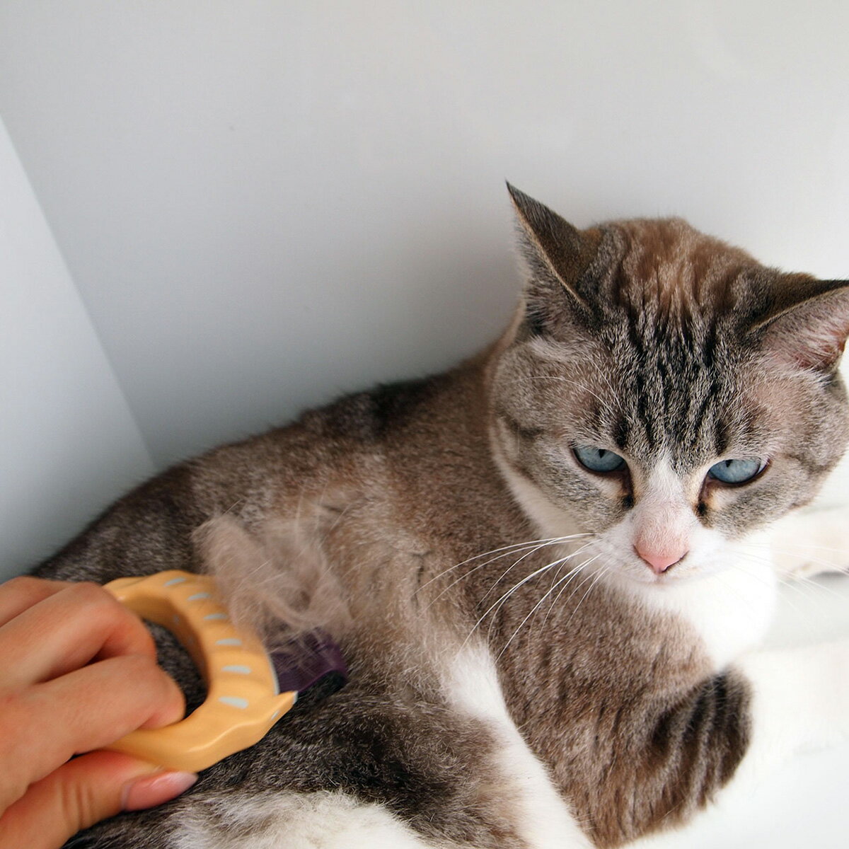 楽天市場 グルーミング 猫 ブラシ ピロコーム かため 短毛用 E2 猫用品の通販nekozuki ねこずき