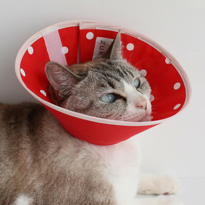 アウトレットエリザベスカラーソフトフェザーカラー猫介護用品SSロング