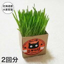 猫草 種 国産 有機栽培 セット 猫 ニャッパ 2回分の解説 猫草ニャッパは大麦若葉を使ったおうちで育てる猫草栽培セット(栽培キット/リフィル)です。育て方もラクラク。猫はもちろん、人と環境のことを考えたヘルシー＆エコロジーなアイデアがいっぱいです。種は殺虫剤などの農薬を使わない、収穫した自然のままの北海道産限定の大麦を使い、土（バーミライト）は有害物質無含有を専用使用しています。 軟らかな大麦若葉は嗜好性抜群で、発芽生長が驚くほど早く育てやすいのも特徴です。厳選した素材原料で輸入品を排除し安全安心を最優先した100％国産のねこの草です。猫やペット、犬の健康を気遣う飼い主さんから支持されている猫草です。 猫草 種 国産 有機栽培 セット 猫 ニャッパ 2回分の詳細 商品名 猫草ニャッパ（nekokusaNyappa） 一般名称 猫草（ねこの草） ネコ草 ペットグラス メーカー名 環研（kanken） メーカー型番 5101010000 商品サイズ 1箱 栽培2回分、パッケージ9cm角 商品の形状 立方体、サイコロ型 重量 250g 色（カラー） 自然のままの色＊天然素材ゆえ、色、形の誤差がございます。 デザインモチーフ シンプル デザインイメージ 健康+ナチュラル（自然） 生産国 日本製（国産） 品質に関して 安心、安全には最大限注意をはらっておりますが万が一、到着した商品に不具合が見受けられた場合には当店まで速やかにご連絡ください。 ご注意ください 育て方の説明に従って栽培してください。 安全上のお知らせ 本来の用途以外でのご使用はしないでください。 機能 栽培1回分の猫草の種と土、栽培2回分を1パッケージに収納したセット商品です。1個の商品重量約250g。2回目の栽培用に同量の種と土を白色内箱にセットしてあり、そのまま栽培できます。 特徴 種は殺虫剤などの農薬を使わない北海道富良野産を使用。土はバーミライト、北海道釧路産で輸入品は一切使用しておりません。ペット（猫の　犬の）健康を気遣う飼い主さんへオススメです。 用途 病気予防（健康） ケアする部分 体の中に取り入れた毛玉ケア 毛玉対策 使用方法 段ボール製パッケージを容器とし、説明書に従ってそのまま栽培してください。 使用場所 室内（室内用 屋内用）室内飼い 保護猫 保存方法 種は日光が直接あたるところ、温度や湿度の高いところでの保管はお避けください。 素材 種（大麦）、土（バーミライト）、栽培容器（ダンボール） 外部機関による認定 無し パッケージタイプ 箱 パッケージ商品数 1 配送 宅配便 あす楽 非対応 送料 地域により異なります。 カテゴリ 猫草 おやつ 大分類 猫用品（ネコ用品、ねこ用品）、猫グッズ（ネコグッズ、ねこグッズ、猫goods、キャットグッズ、愛猫グッズ）、猫雑貨（ネコ雑貨、ねこ雑貨、猫雑貨屋）、猫アイテム（ネコアイテム、ねこアイテム）、猫用具（ネコ用具、ねこ用具）、ペット用品（ペットグッズ、ペットグッズショップ、ペットアイテム、ペット雑貨）、商品（アイテム、小物、インテリア） 販売 通販（ネットショップ/楽天/ショップ）、カタログ、専門店 対象の動物（アニマル/ペット） 猫、ねこ、ネコ、愛猫、キャット 猫種 鼻が低い短頭種の猫種から黒猫（クロネコ）、茶トラ（虎猫）、白猫、三毛猫（みけねこ、ミケ）、ハチワレ、サビ猫（錆び猫）、スコティッシュ（スコティッシュフォールド、スコティッシュフォールドロング）、アメリカンショートヘア、ブリティッシュショートヘア、マンチカン、ラグドール、ロシアンブルー、ソマリ、シンガプーラ、エキゾチックショートヘア、アビシニアン、ベンガル、ヒマラヤン、シャルトリュー、サイベリアン、ラガマフィン、オシキャット、トンキニーズ、エジプシャンマウ、スクーカム、バーマン、ペルシャ、バーミーズ、アメリカンワイヤーヘア、ターキッシュバン、コラット、ラパーマ、メインクーン、オリエンタルショートヘア、雑種猫（ミックス）、短毛種、長毛種などすべての猫種 体の大きさ 小型、中型、大型 猫の年齢 子猫、成猫、高齢猫（老猫/シニア猫/年寄り猫） 贈り物 当店の猫草ニャッパはプレゼントにも好評です。プレゼント（贈り物、プチギフト、ギフト）にオススメです。誕生日（バースデー）、クリスマス、お正月（お年賀）、猫の日、長寿、内祝い、引越し祝い（引越祝い）、出産祝い、お見舞いなど。お気軽にお問い合わせください。 特集 日頃抱えているお悩みやあったらいいなをサポートする企画『ネコさんとの暮らしの大辞典』ランキング常連の人気商品、福袋、セットなど。安い、お得が一番ではなくネコさんとの暮らしに役立つ商品をあつめました。 ギフト包装 ラッピング（包装） ギフトメッセージ メッセージカード、バースデーカード 熨斗 対応可能 関連商品 ブラシ（ピロコーム、ファーミネーター、猫型のラバーブラシ コング） バリエーション 猫草ニャッパミニ（1回分） 消費期限 2024年12月このページは猫草【2回分】の販売ページです。 猫草ニャッパ（2回分） 猫草ニャッパミニ（1回分）はこちら ≫ &nbsp; ネコさんの毛玉を吐き出すお手伝い モデルのネコさん：ソフィさん&nbsp;／&nbsp;女の子&nbsp;／&nbsp;マンチカン キレイ好きなネコさんは毛のお手入れも怠りません。大麦若葉製「猫草ニャッパ」が毛づくろいで胃の中に溜まった毛玉を吐き出すお手伝い。大麦若葉は飲み込んだ毛を吐き出すための必需品として愛用されています。 「猫草ニャッパ」なら美味しく食べて毛玉ゲーッ 猫草ニャッパ 3つのポイント ポイント1　安心安全100％国産。北海道産の大麦若葉　　　　　（無添加・無農薬・化学物質未使用） ネコさんの体に入る食べ物だから安全安心を最優先。 国のペットフード安全法の厳守をはじめ「究極の猫草」を目標に改良を続けています。 農薬処理なしの北海道富良野産の大麦の種「品種：りょうふう」高価な種で健康食品に採用されるほど安心安全です。 ポイント2　やわらかく美味しい 大麦若葉のいい香りと、やわらかな食感が嗜好性を高めます。※食べすぎにご注意ください。 ポイント3　自分が育てた猫草をネコさんに与える楽しみ ニャッパのパッケージの中には猫草栽培に必要な材料がセットされています。 ［セット内容］大麦若葉の種&nbsp;／&nbsp;土&nbsp;／&nbsp;ピートモス 育て方はカンタン パッケージ開封後、水100ccを与える。あとは発芽するまで3日待つ。発芽中の3日は水も不要です。発芽後は2日に1回、水40ccを与え明るい所に置いて育てます。10日くらいで若葉が大きくなり食べごろを迎えます。 実際に育ててみました。ニャッパ成長記録 【準備】 A:白箱（2回目の栽培分がセットされています）／B：箱と土袋／C：ポリクッション（使用しません）／D：説明書／E：カットポリ／F：ポリ袋入りピートモスフタを開け、ポリ袋入りピートモス、説明書、白箱、ポリクッション、カットポリを取り出すと、種がセット済の土袋があります。 1日目 2〜3日目 4日目 土袋は箱から出さず、その上に1、ピートモスを平らに（押さえつけない）かけます。その上から2、水約100ccを注ぎ、3、8cmカットポリで完全に覆います。4、まわりのポリ袋の切れ端を折り込み、5、箱のフタを閉じます。 水0cc（水やりお休み）72時間そのまま放置し発芽を待ちます。 発芽が見られ大成功です。ここからは2日に1回位の目安で水約40cc水やりし、明るい場所で育てます。 猫草ニャッパ　その他のポイント 土は北海道釧路産バーミライト 天然の原鉱石を1300度の特殊焼却炉で高温焼成。石綿アスベストは含有しておりません。重金属等有害物質無含量検査証明書により定期的に安全確認済。輸入品は一切使用しておりません。 栽培時のカビ等の雑菌発生防止に北海道産湿性ピートモス ニャッパは添加剤や化学剤を一切使用しておりません。ピートモスとは湿性で育った植物を粉砕し乾燥、保水性に優れています。 猫草ニャッパ2回分・セット内容 ［セット内容］大麦若葉の種&nbsp;／&nbsp;土&nbsp;／&nbsp;ピートモス 1箱に栽培2回分入りです。パッケージはシンプル。しっかり根が張り、根は抜けません。 お客さまの活用アイデアをシェア お客さまから頂いたアイデア ついてる箱で育てると軽い為猫がひっくり返します。なので今回は、中身のビニールごと自宅の植木鉢に入れ替えてみました アイデアありがとうございます。写真は8cm角の鉢に入れた猫草のイメージです。底に穴がある鉢の場合、床に水がもれないよう受け皿の併用がオススメです。 胃の中に溜まった毛玉を吐き出すお手伝いをしましょう。 一緒にオススメの商品 猫草ニャッパミニ 栽培1回分セットお試し用におすすめ おもちゃ4点セット 人気ネコおもちゃを詰め込んだ遊び比べセット ピロコームE1（やわらかめ） ブラシ嫌がる猫さんにおすすめ猫さんうっとりの優しいブラシ nekozukiは「ネコ目線のモノづくり」でネコと飼い主の困ったを全力で解決します！CLICK 日常生活の中でネコさんの困りごとはありませんか？ nekozukiは「幸せなネコ人生をサポート」するために 困っていることや不便に思っていることを解決する商品を開発しています。 詳しく見る