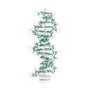 【ポイント10倍】分子構造模型モル・タロウ DNAセット DNA-1