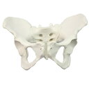 【送料無料】 骨盤 模型 女性骨盤モデル 仙腸関節 可動可能 骨模型