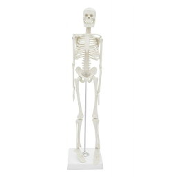 【送料無料】 人体模型 骸骨 全身骨格模型 45cm 人体骨格モデル 骨格標本 直立 スタンド