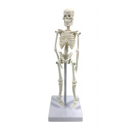 【送料無料】 人体模型 ミニ 全身骨格模型 20cm 人体骨格モデル 骨格標本 直立 スタンド