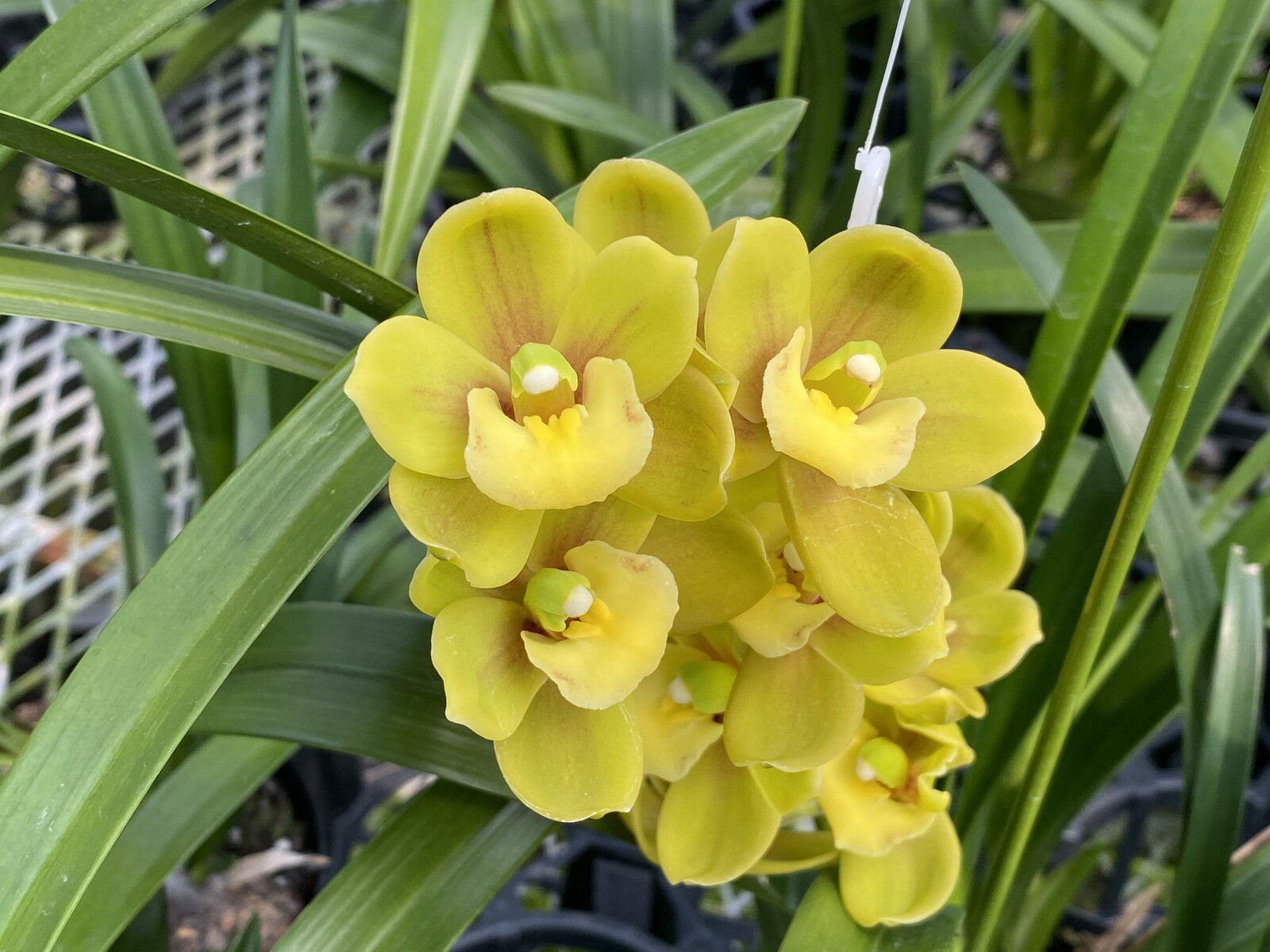 しんびすとのテーブルシンビ春咲きの古典人気品種Cymbidium Sunshine Falls ‘Butterball’4号1作開花予定苗管理説明書＆春の追肥セット