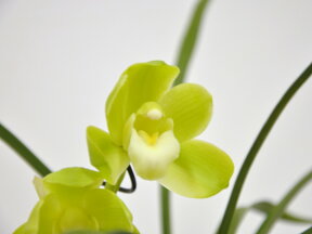 しんびすとの和蘭‘春一番’3号一作開花見込み苗和蘭花譜付爽やかな香り