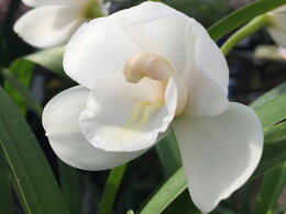 カップ咲き純白花