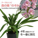 しんびすとのテーブルシンビ森の精‘のぞみ’4号1作開花予定苗管理説明書&春の追肥セット