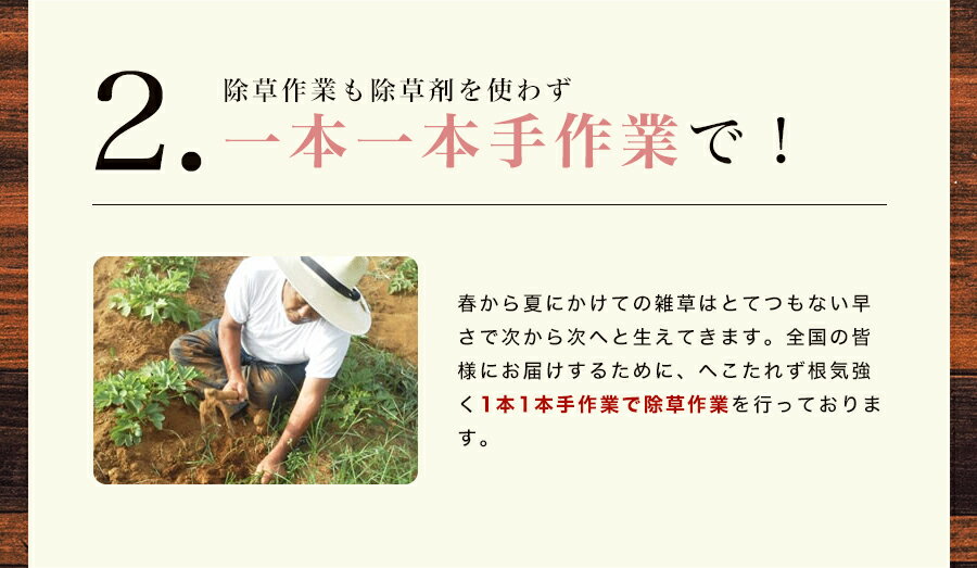 健康サプリダイエットエイジングケア美容長寿の島・徳之島の長命草10袋セット