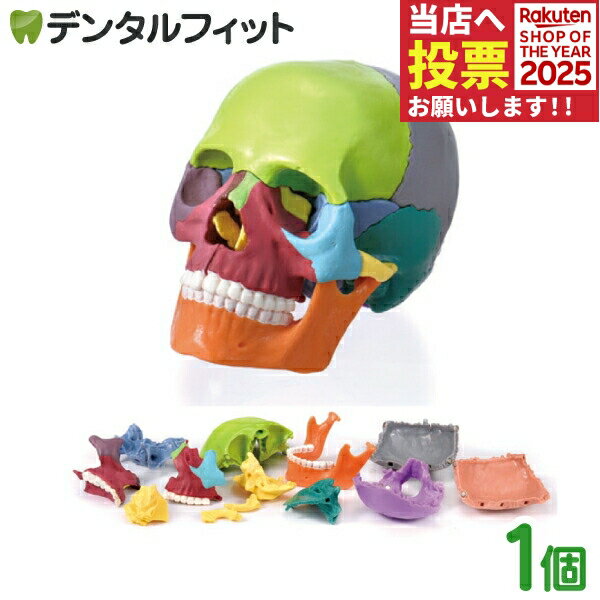 【★ポイント5倍 11/1 0:00-23:59】ミニミニスカル15分割 1個 手のひらサイズ 頭蓋骨 カラー 人体模型 ..