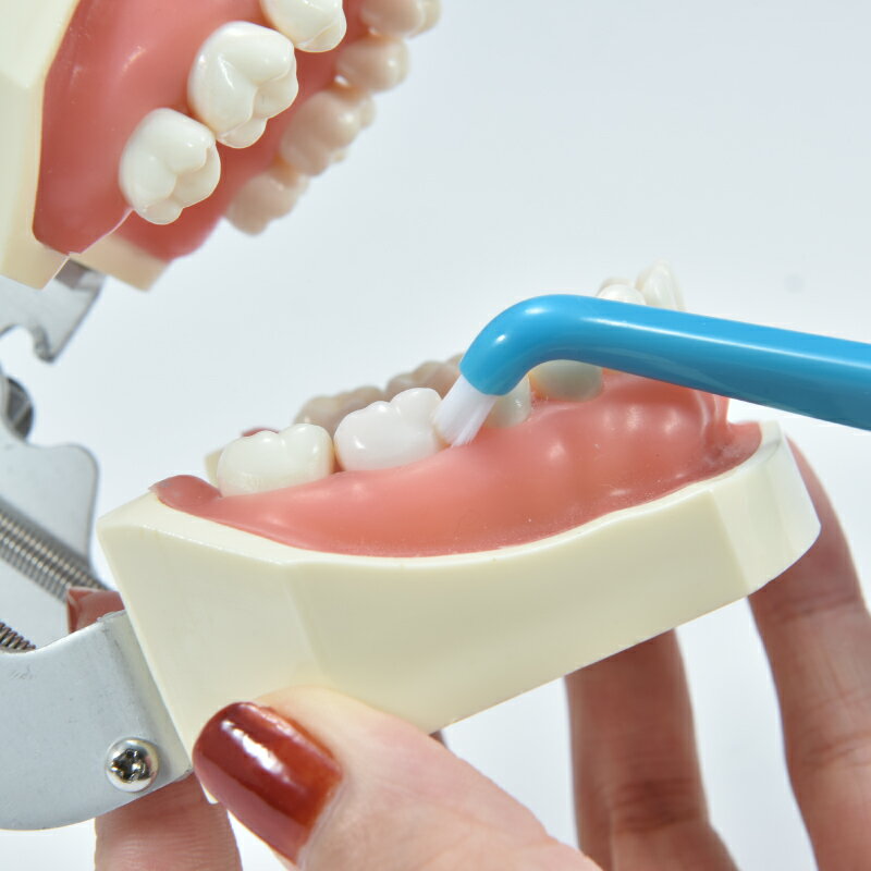 ���֥饷 ��󥿥ե� �ɡ����󥿥ե� 1�� (�֥롼����������) S���餫�� ���� ���ʰ屡�����ʡ�Ci��ǥ����� ���֥饷��