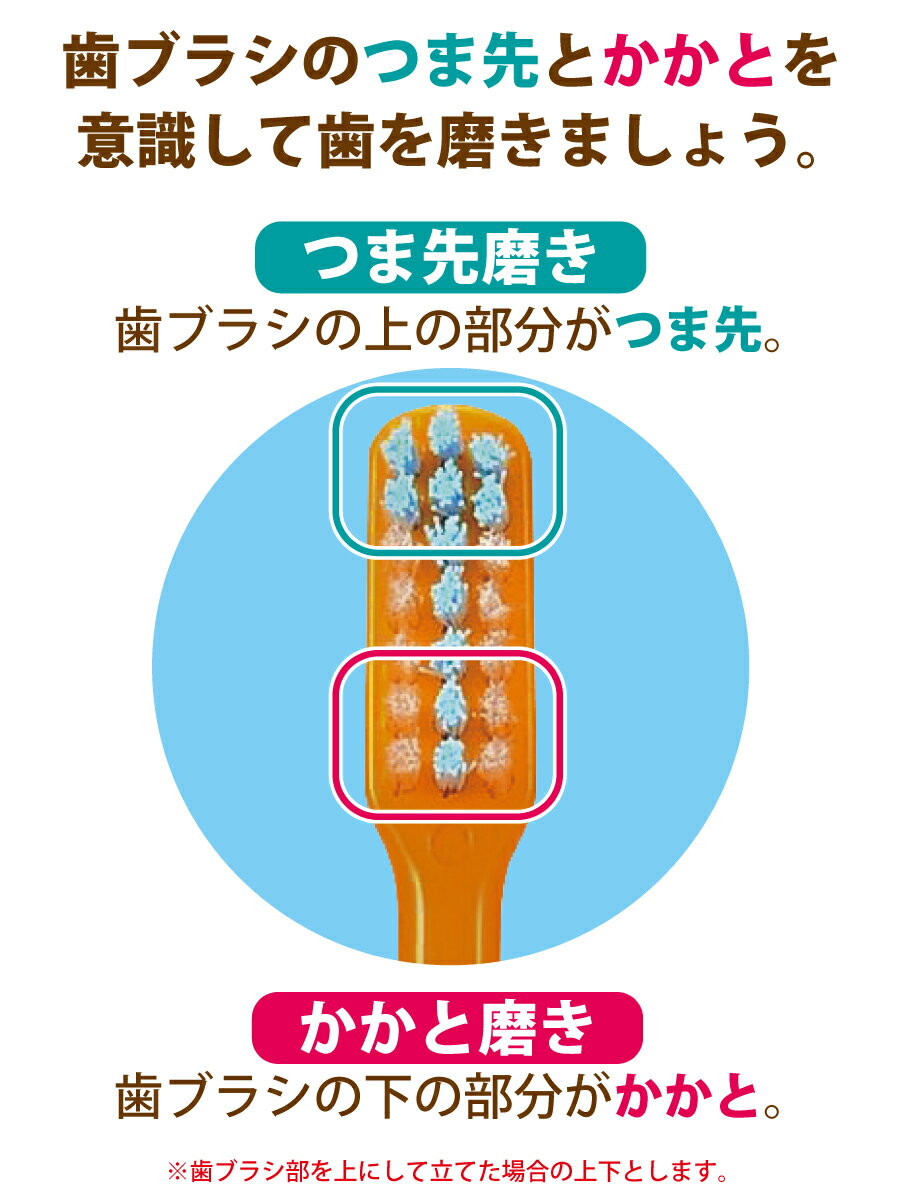 【メール便選択で送料無料】毛のかたさ/種類が選べるCiPROPLUS(プロプラス)シリーズ/25本入り(メール便1点まで)【Ciメディカル歯ブラシ】