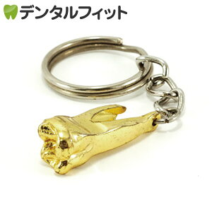 【★ポイント5倍 4/18 0:00 - 4/22 9:59】キーホルダー ゴールド臼歯