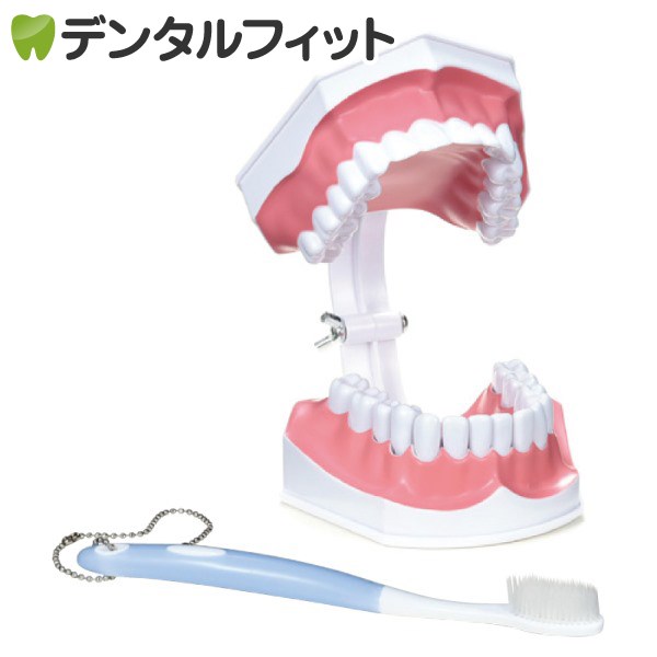 【★10％OFF】歯の模型 (TBI模型/歯ブラシ付)1個