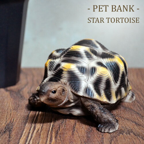 ペットバンク ホシガメ / PET BANK Star 