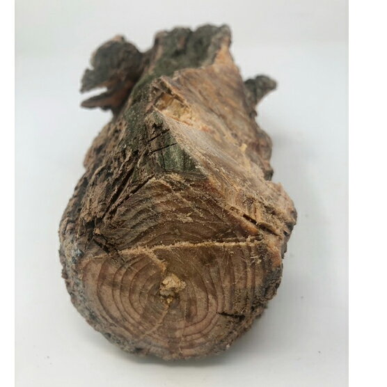 【現品限り】皮付きファットウッド（870g） どれだけ松ヤニが詰まっているか削りな...