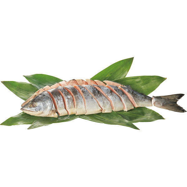 【お歳暮 お年賀】 北海道礼文島・利尻島沖産 熟成新巻鮭姿L(姿・1.5kg) 冷凍商品 食料品 産直水産 さけ