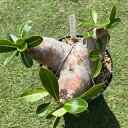 パキポディウム 恵比寿大黒 実生 Pachypodium ‘Densicaule’ 黄花 塊根 植物 観葉植物 輸入株発根済み 現地株 可愛い 多肉植物 塊根植物 コーデックス デンシカウレ インテリアグリーン 希少 レア 大型 大きい 高級 おしゃれ インテリア オリジナル培養土 輸入苗 Pot