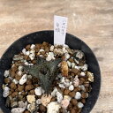 ハオルチア 竜鱗 Haworthia tessellata 多肉植物 Succulents 塊根植物 多肉鉢 多肉 植物 観葉植物 ミニ ガーデニング ミニ観葉植物 おしゃれ お洒落 鉢植え Codex オリジナル培養土 種子から多肉 seed 輸入苗 小型 園芸 Pot 送料無料