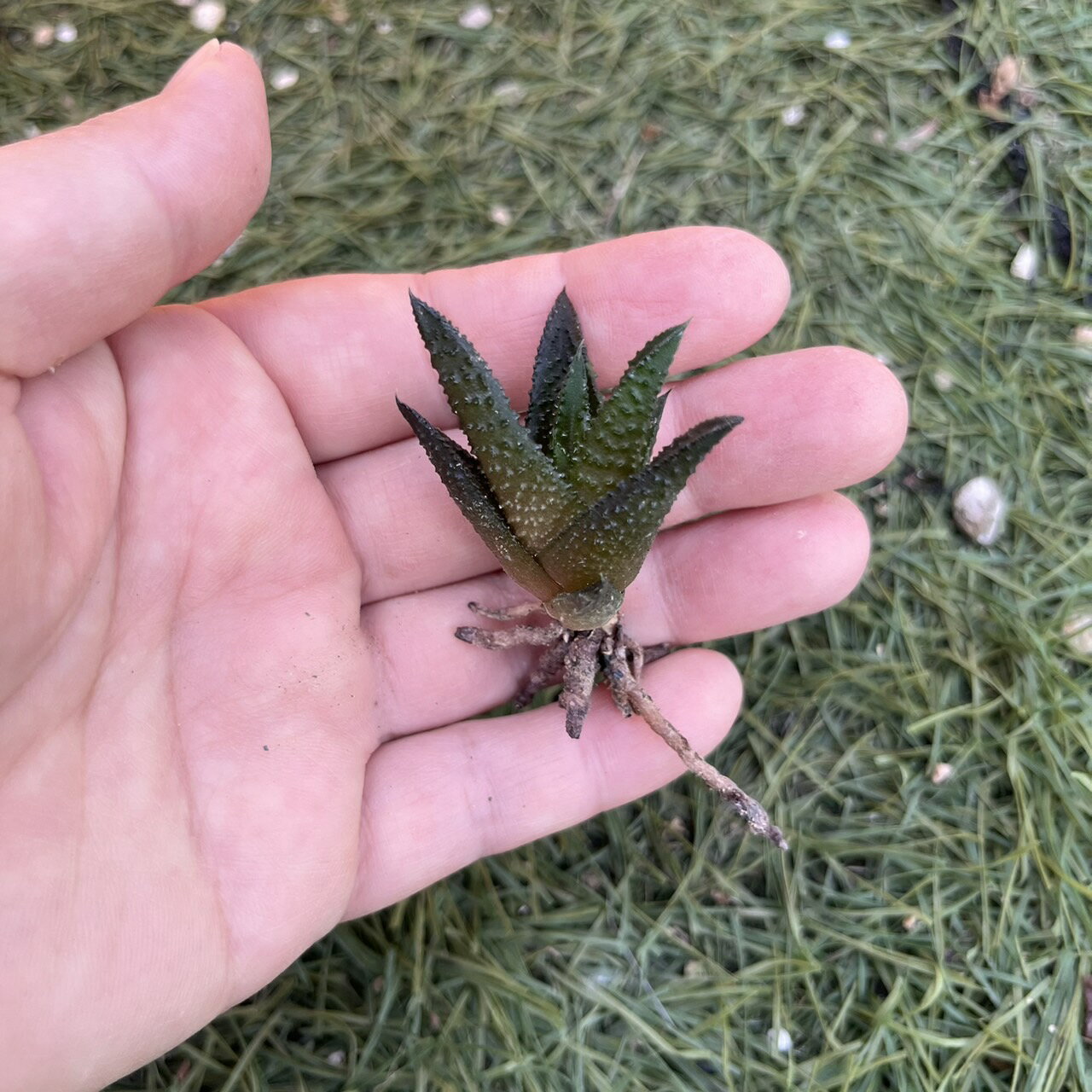 ハオルチア ニグラ Haworthia nigra カキ仔 