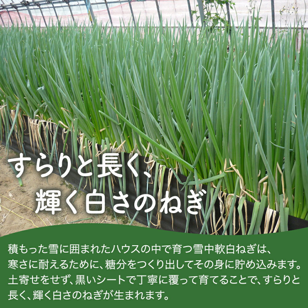 �ڴ��ָ���ۡ�JA�Წ �����ۡ�����̵������������ͤ�6�� �ͥ� ��ͥ� ���� ISNN- 6 3�ܡ�4�������6��