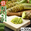 本わさび中サイズ 500gセット(9本〜12本) 本わさび わさび 生わさび 山葵 ワサビ 静岡産 有東木 大容量 送料無料