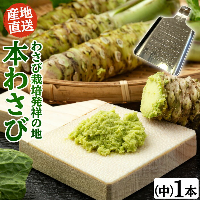 ＼ただ今、お届け中!／ 無農薬栽培 葉わさび 約80g×10束入り季節限定 名水百選 山形県産 わさび専門ハウス直送 新鮮 採れたて 冷蔵 業務用OK 寿司 刺身 和牛 和食 送料無料 まとめ買い 本格 和食 日本 wasabi 父の日 母の日 お歳暮