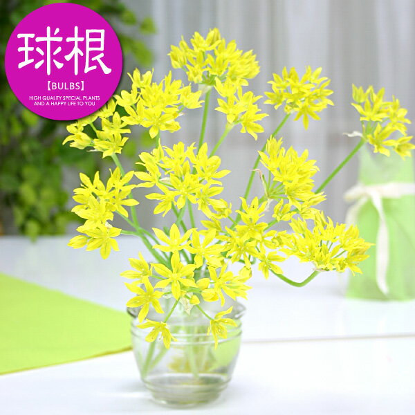 アリウム モーリー（黄）【球根】8球入り_アリウム_秋植え_球根_販売_通販_のサムネイル