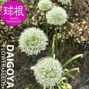 アリウム マウントエベレスト(白)【球根】1球入り_アリウム_秋植え_球根_販売_通販_