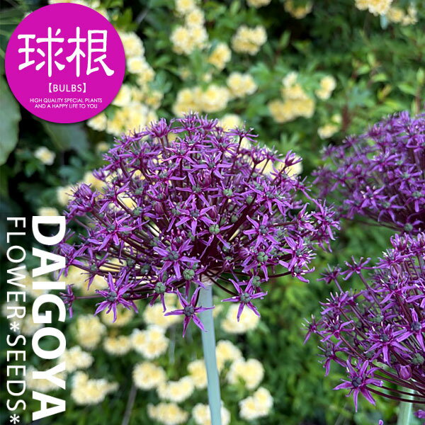 商品詳細情報 分類 ユリ(ネギ)科 規格 球根 開花時期 4月〜7月 草丈 成長時 約20cm〜120cm（配送時の大きさではありません。また品種により若干異なります） 楽しみ方 ガーデニング（庭植えや花壇植え） コンテナ・鉢植え向き 切り花としても楽しめます
