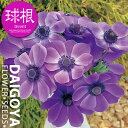 アネモネ・デカン ブルー(青)【球根】35ml内外 _ アネモネ_秋植え_球根_販売_通販_