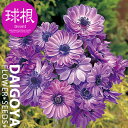 アネモネ・モナーク ブルー(青)【球根】20ml内外 _ アネモネ_秋植え_球根_販売_通販_