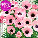 アネモネ ピンクミストラル 【球根】5球入り袋詰め_アネモネ_秋植え_球根_販売_通販_