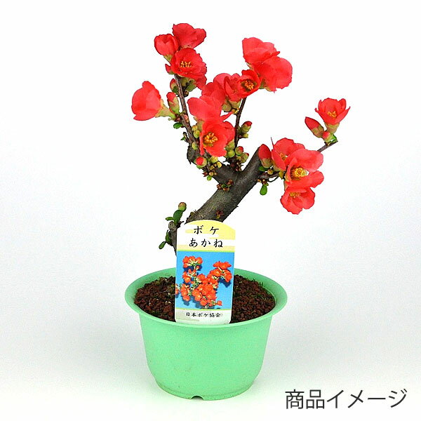 ボケ『あかね』4号プラ鉢蕾付き