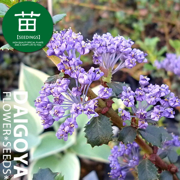 セアノサス（カリフォルニアライラック） エミリーブラウン　12cmポリポット苗のサムネイル