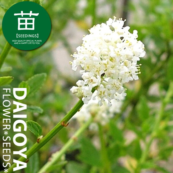 セアノサス（カリフォルニアライラック） スノーフリューリ　12cmポリポット苗のサムネイル