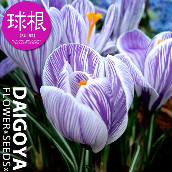 クロッカス 花壇植え 絞り花 【球根】9球入り袋詰め_クロッカス_花壇植え_秋植え_球根_販売_通販_のサムネイル