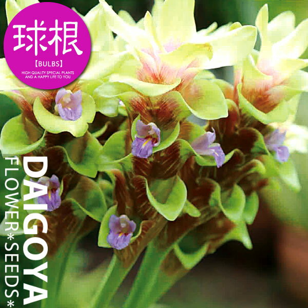 クルクマ　エメラルドチョコゼブラ【球根】1球入り 袋詰め _ 春植え _ 球根 _ 販売 _ 通販 _のサムネイル