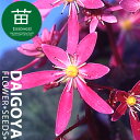 大文字草(ダイモンジソウ) 四国あけぼの 9cm ポリポット苗
